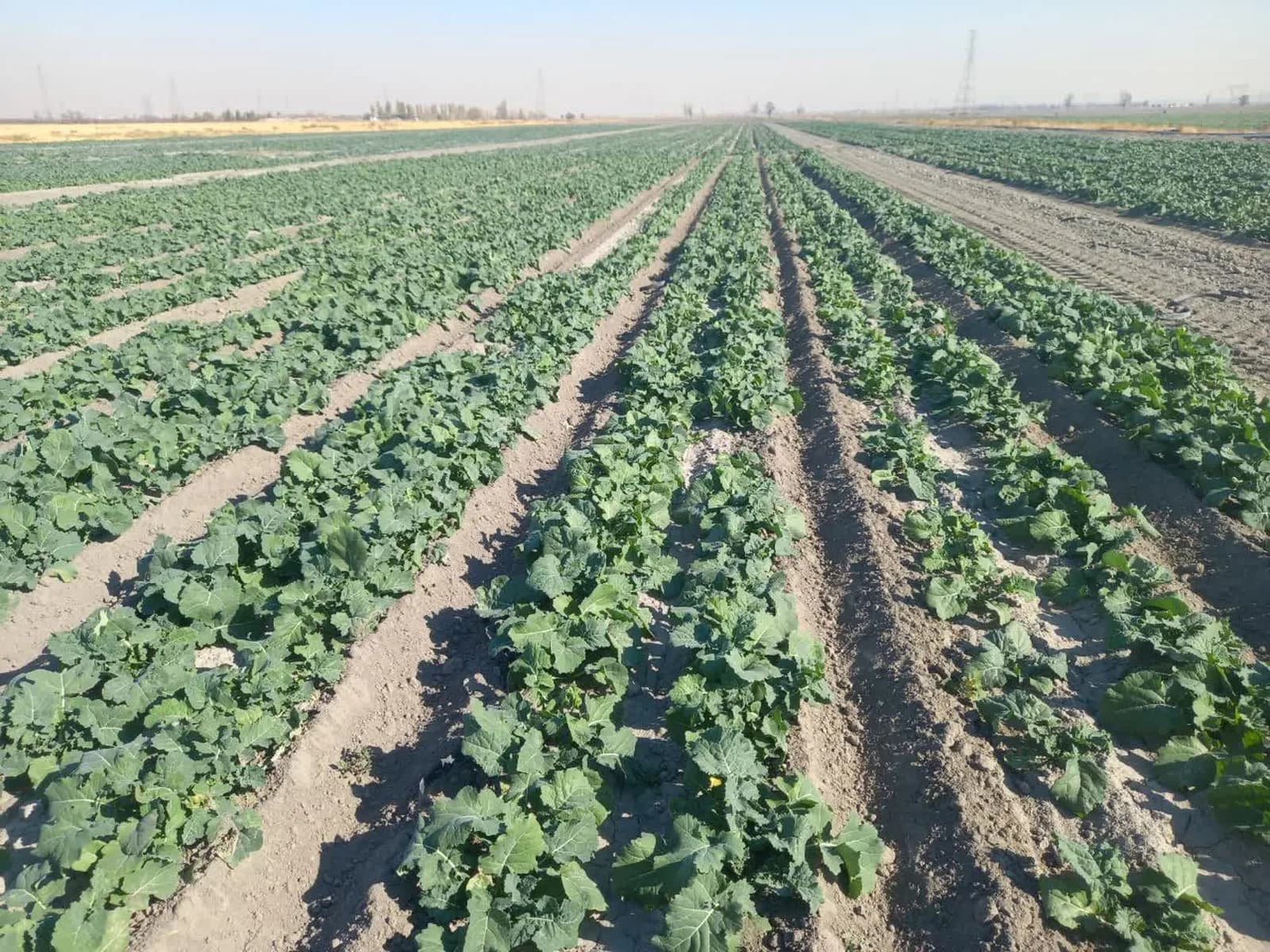 Farm Data Checklist: Preparing for an Expert Agronomic Consultation