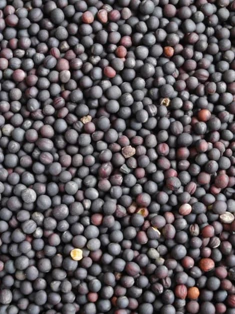 Comprehensive Guide: What to Evaluate Before Choosing Seeds