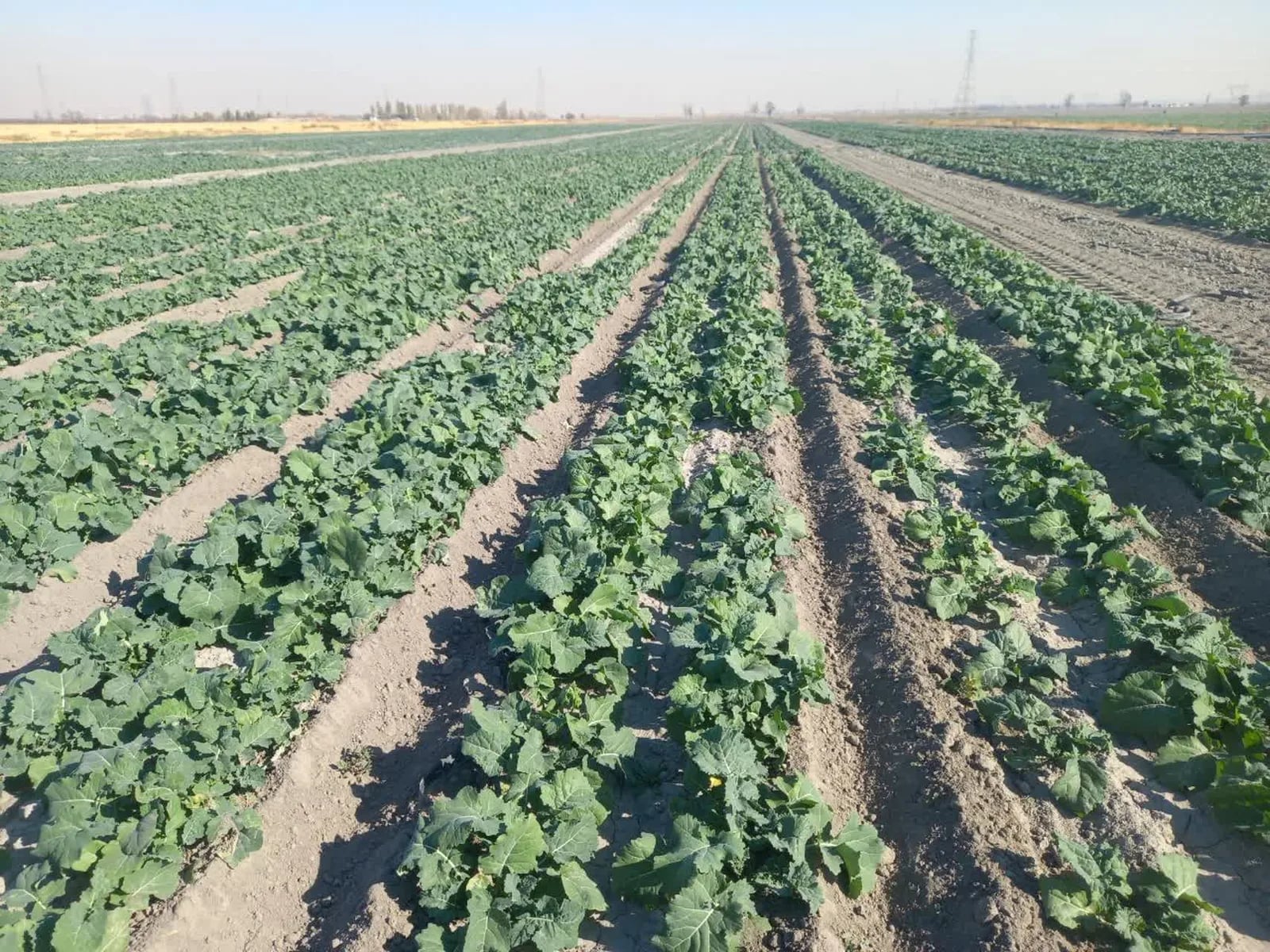 Farm Data Checklist: Preparing for an Expert Agronomic Consultation