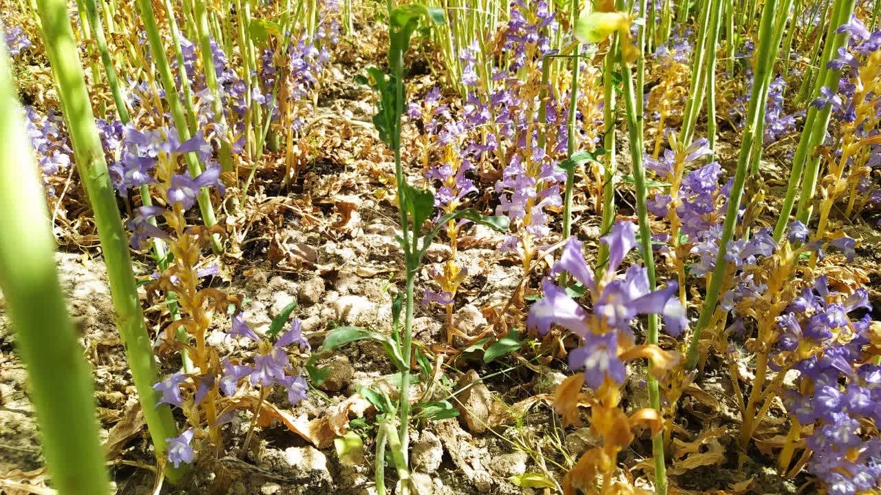 Orobanch control in Canola
